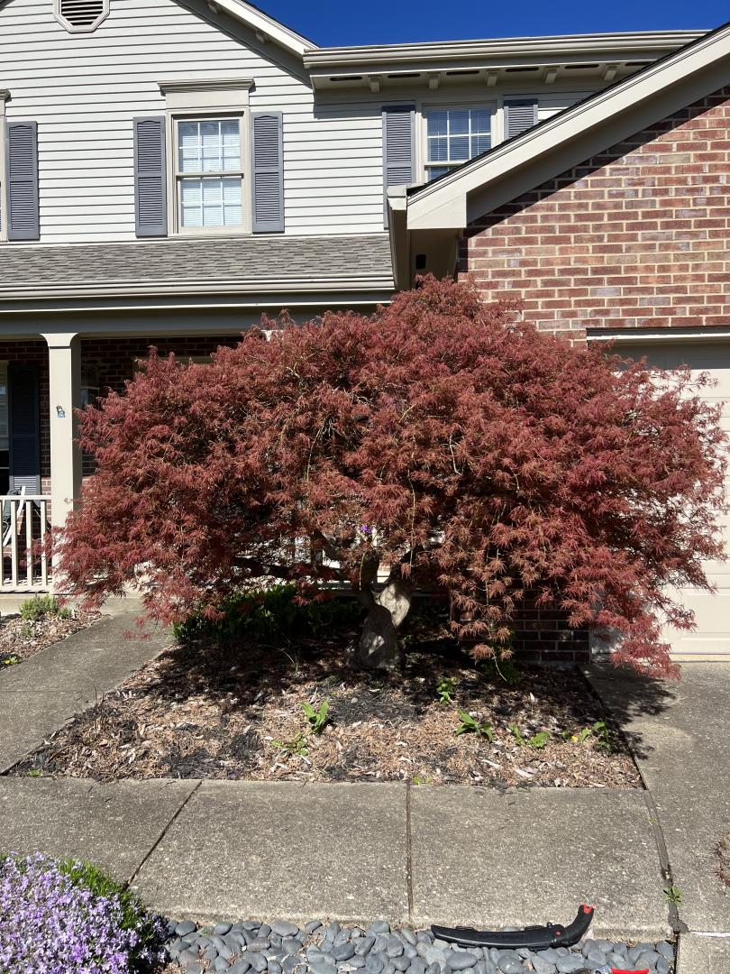 Overgrown Japanese maple prior to annual spring reduction pruning. Overgrown Japanese maple prior to annual spring reduction pruning.